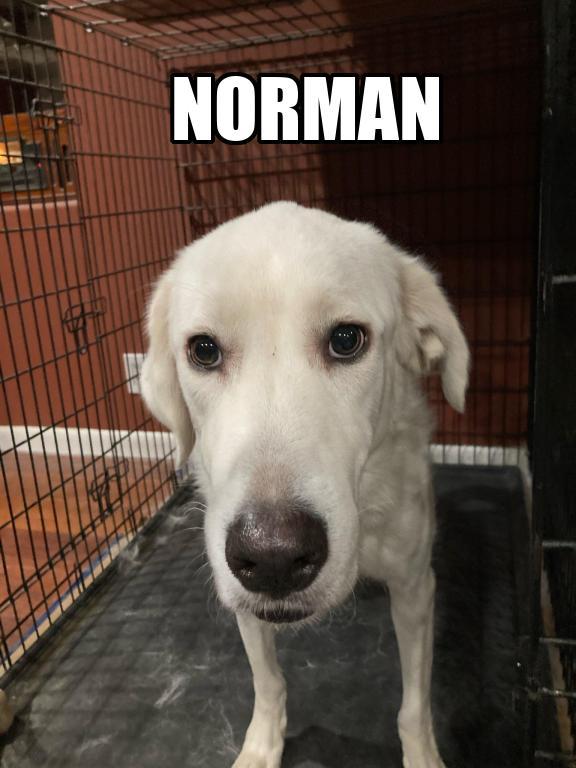 Norman