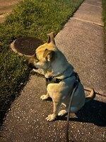 Theo, an adoptable Shepherd in eugene, OR, 97402 | Photo Image 3