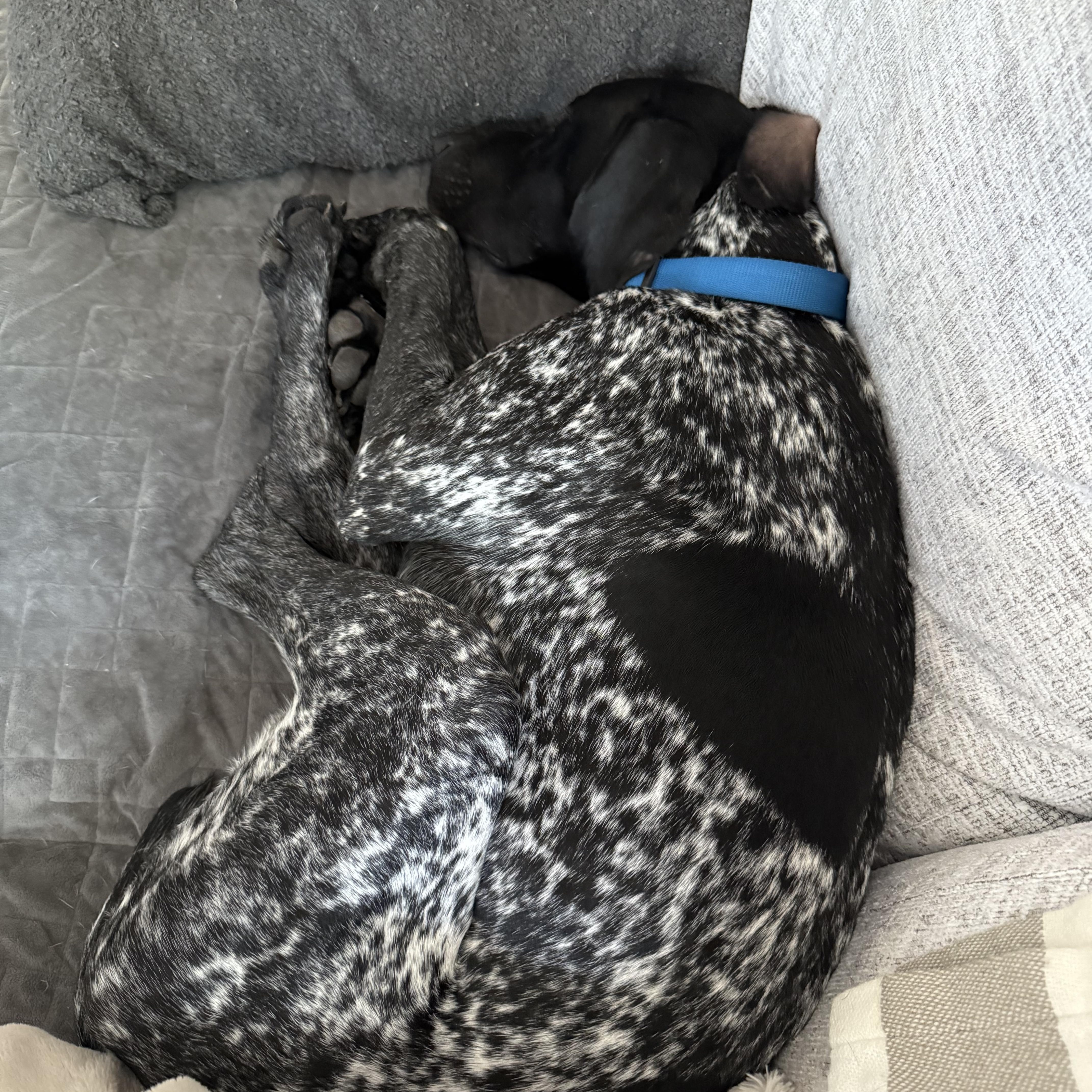 Geronimo, a Adopted German Shorthaired Pointer in chesterfield, MO image 2/5