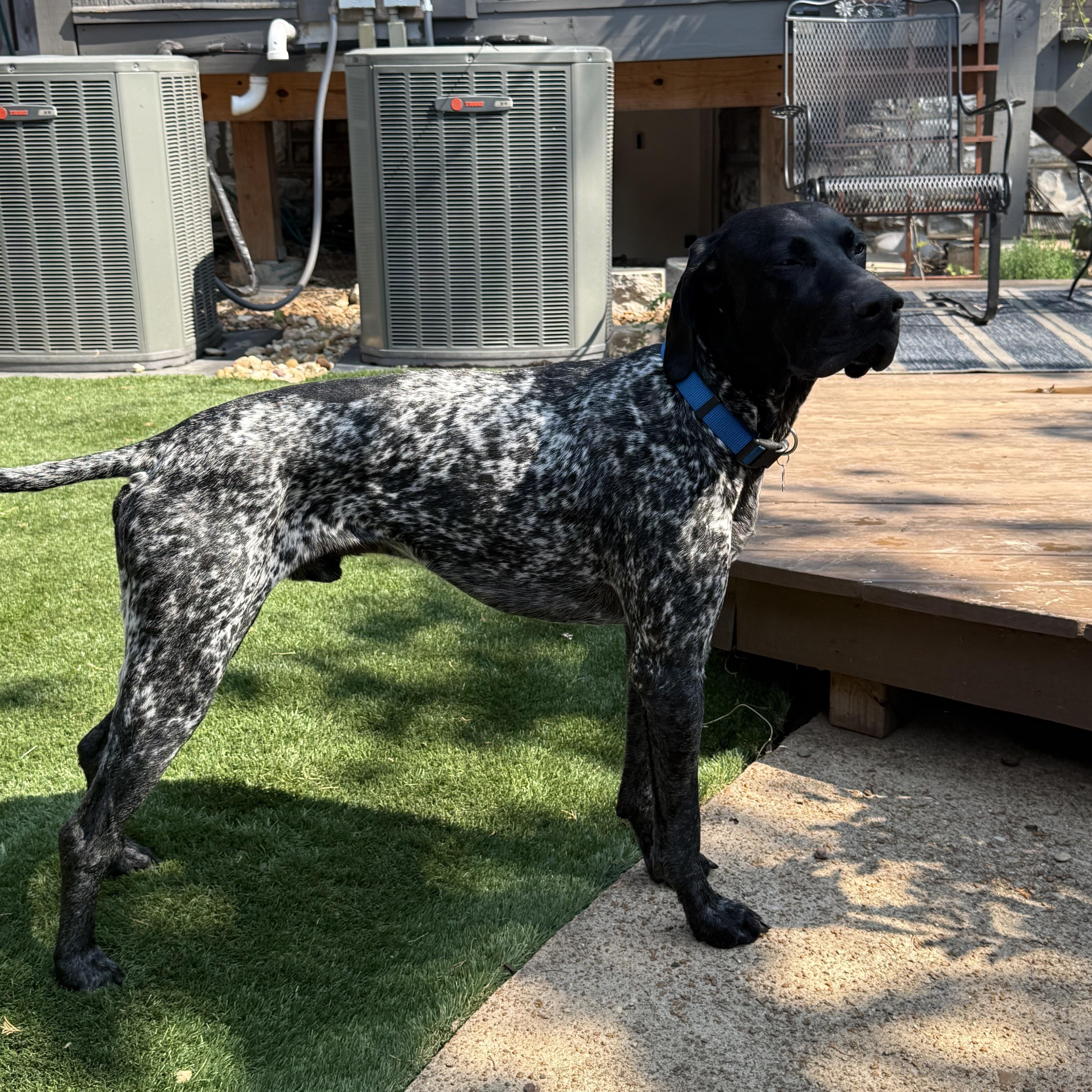 Geronimo, a Adopted German Shorthaired Pointer in chesterfield, MO image 3/5