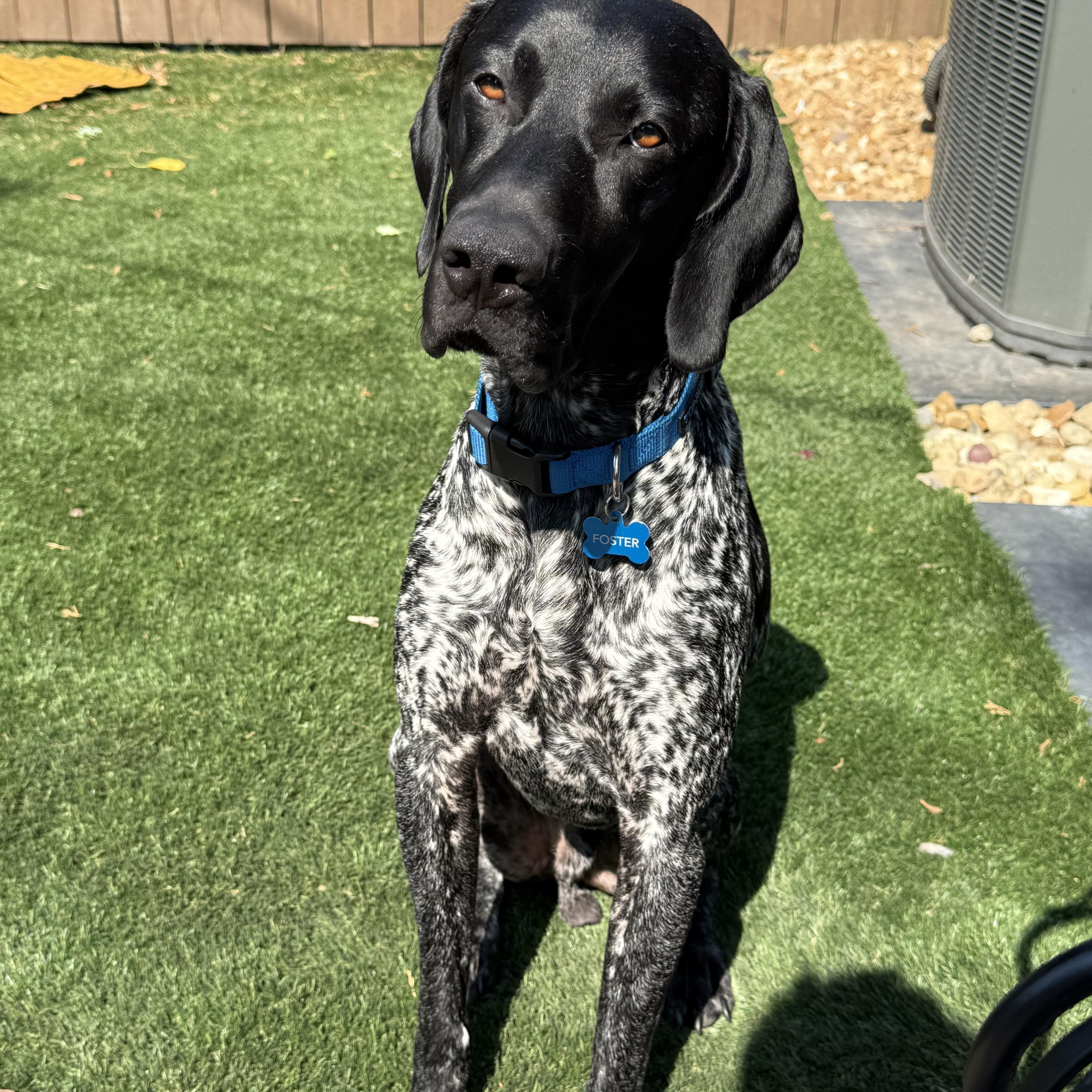 Geronimo, a Adopted German Shorthaired Pointer in chesterfield, MO image 4/5