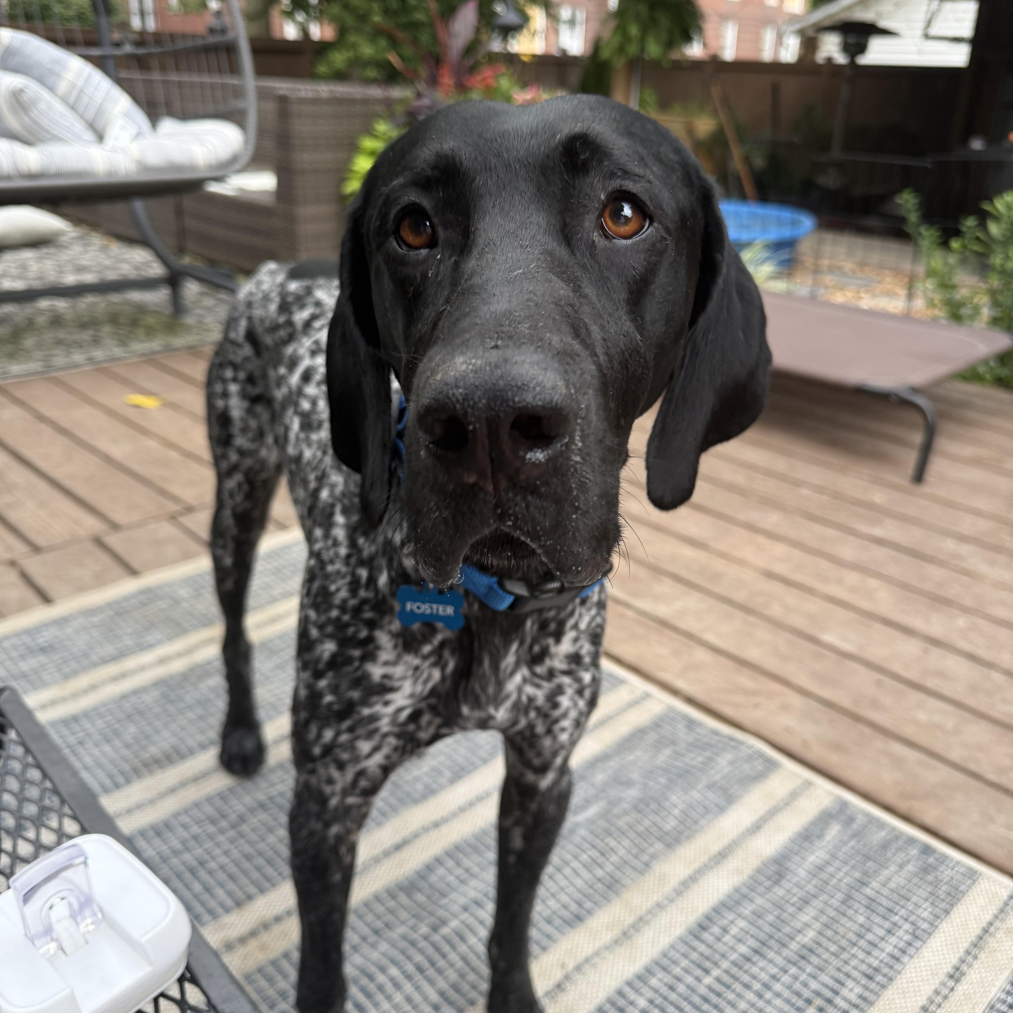 Geronimo, Adopted, Adult Male German Shorthaired Pointer.