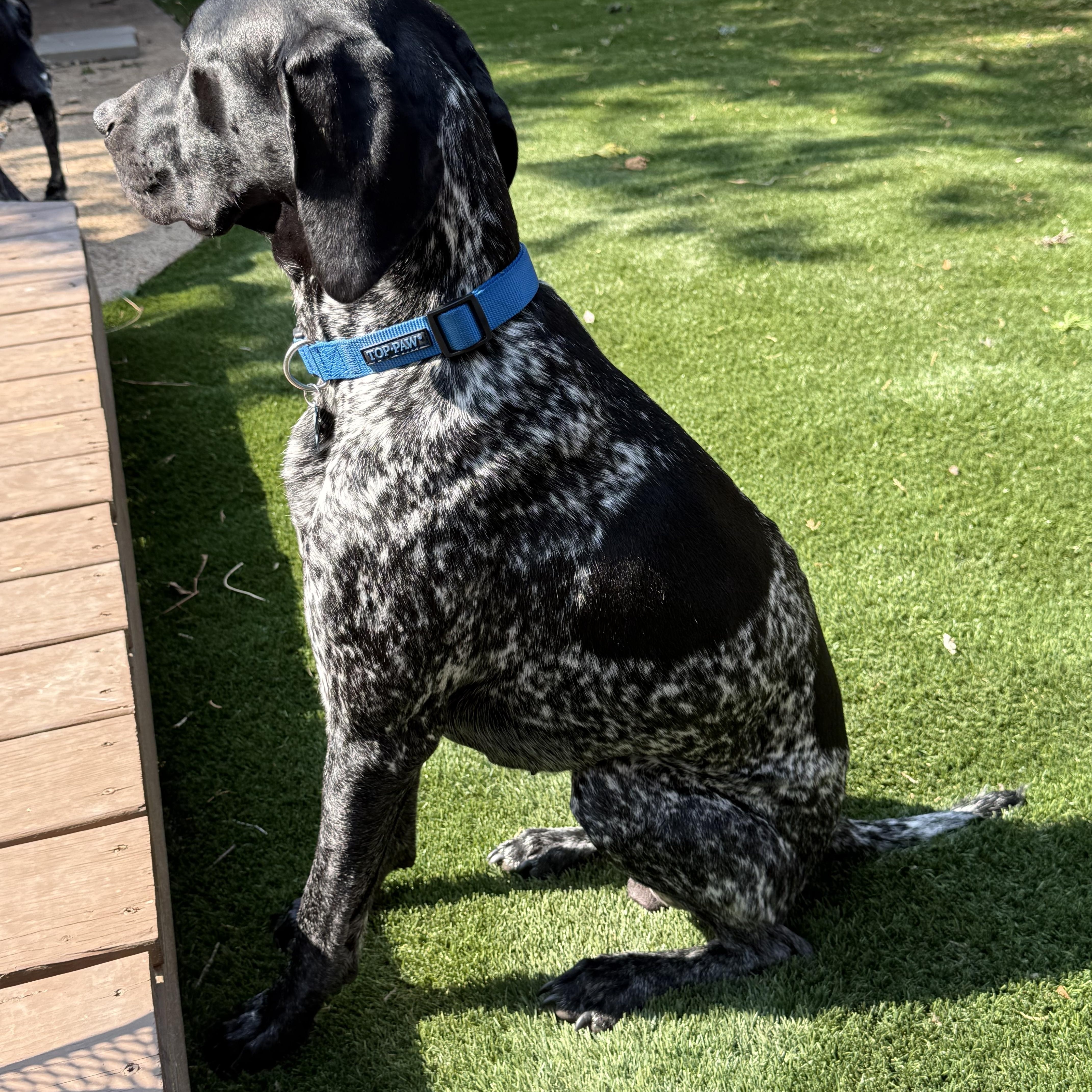 Geronimo, a Adopted German Shorthaired Pointer in chesterfield, MO image 5/5