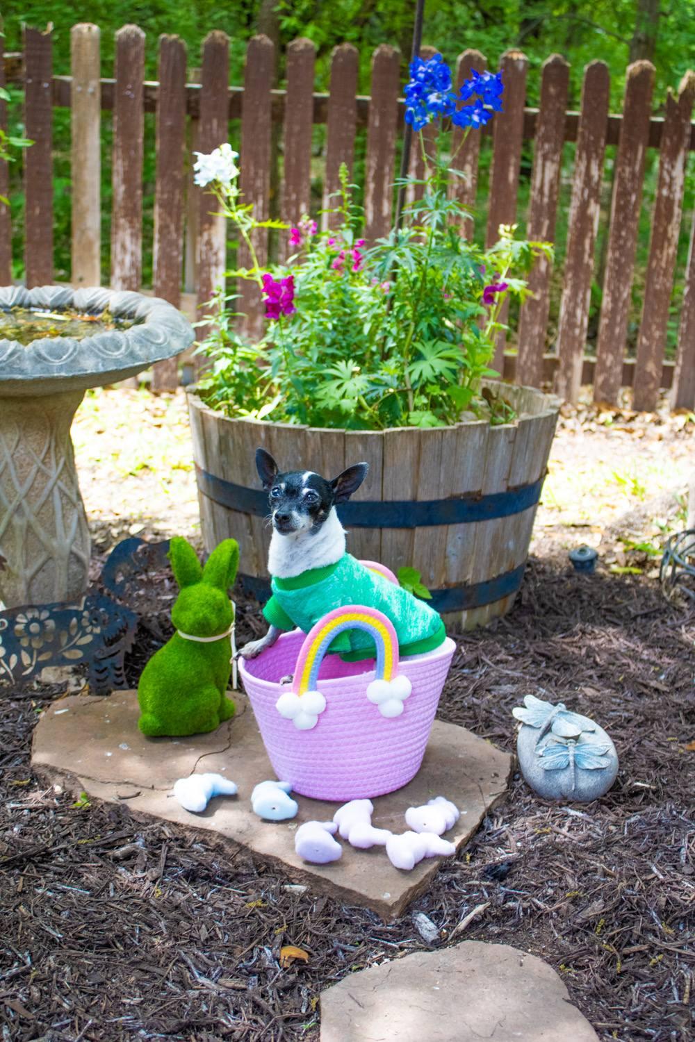 Sylvie, Adoptable, Senior Female Chihuahua.