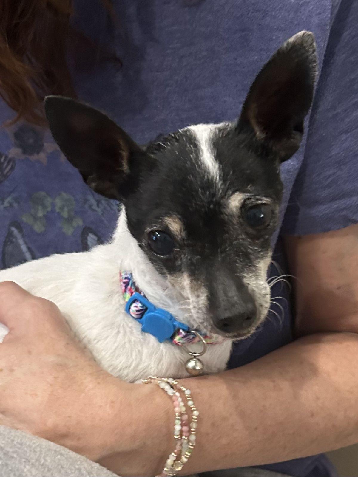 Enlarge Sylvie, a Adoptable Chihuahua in Austin, TX image 2/6