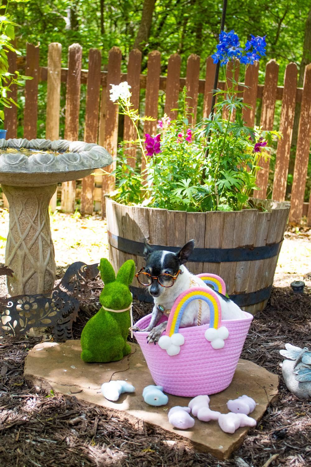 Enlarge Sylvie, a Adoptable Chihuahua in Austin, TX image 3/6