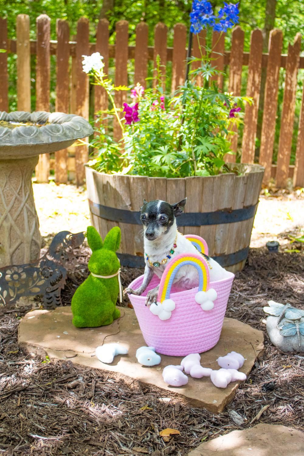 Enlarge Sylvie, a Adoptable Chihuahua in Austin, TX image 4/6