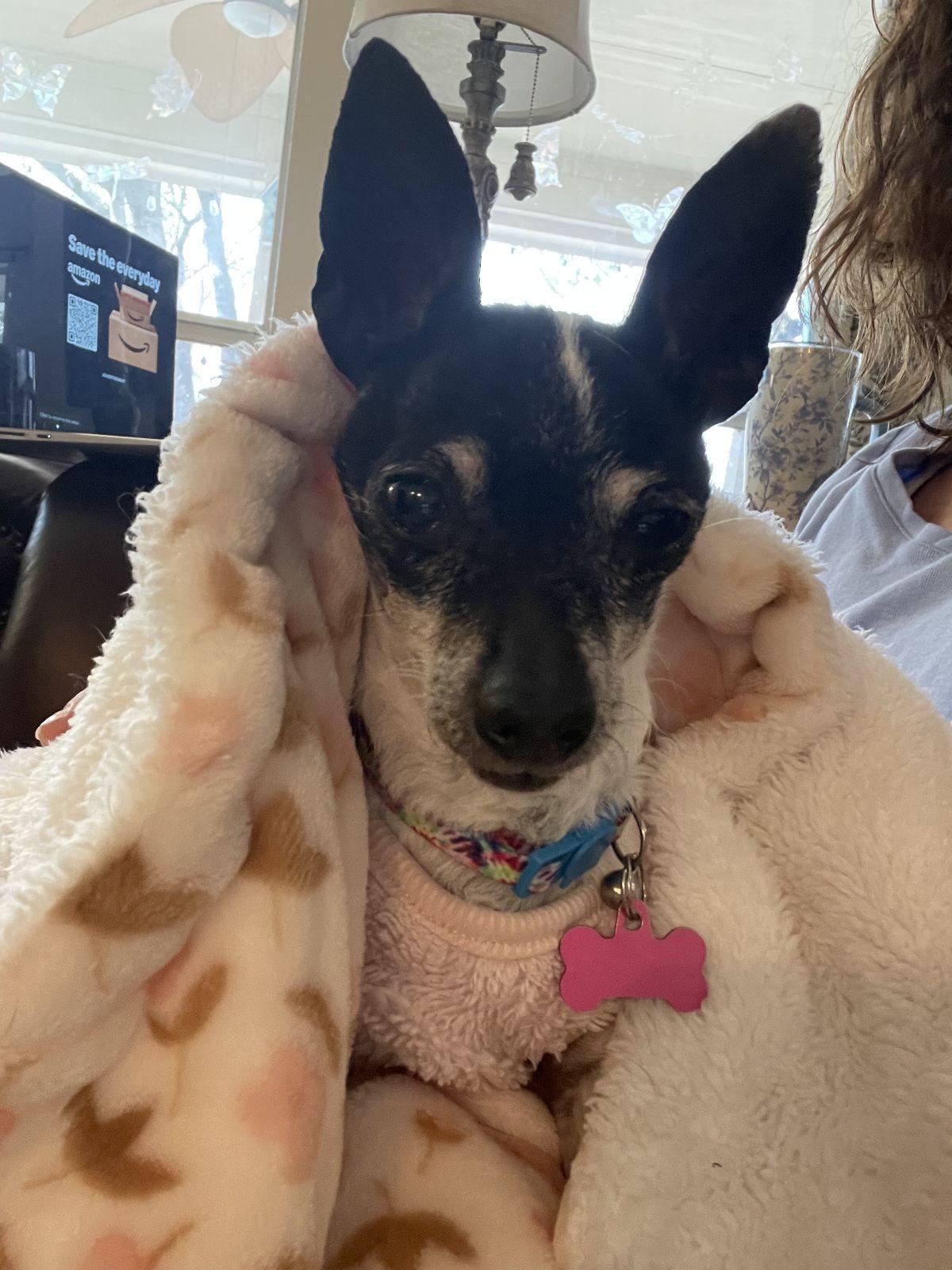 Enlarge Sylvie, a Adoptable Chihuahua in Austin, TX image 5/6