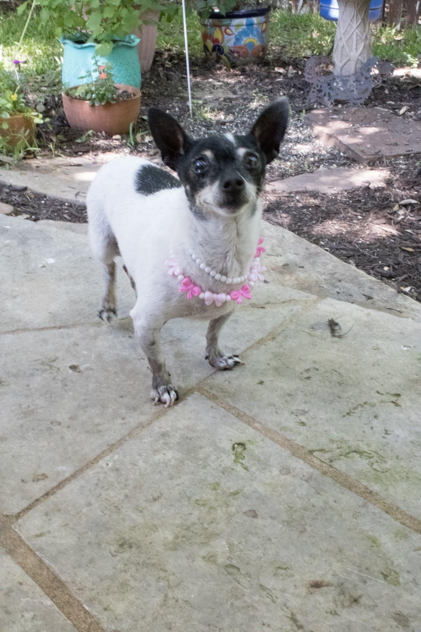Enlarge Sylvie, a Adoptable Chihuahua in Austin, TX image 6/6