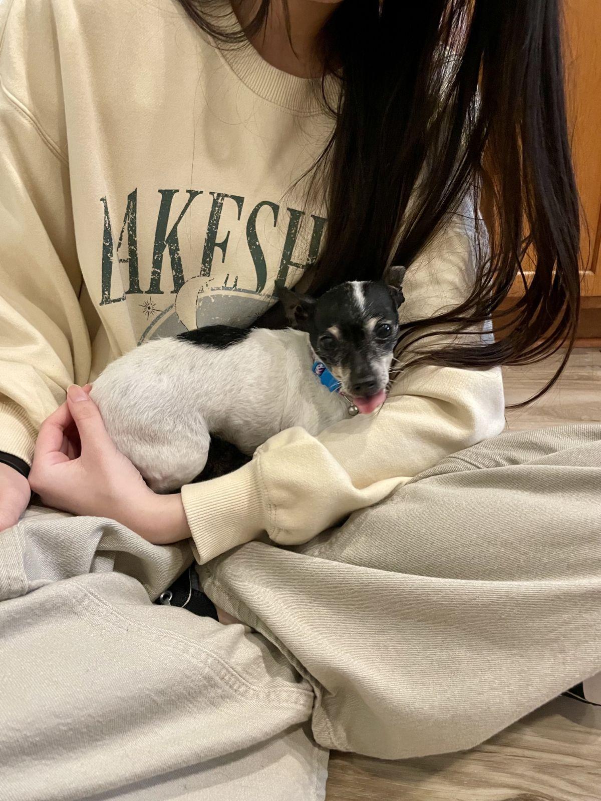 Enlarge Sylvie, a Adoptable Chihuahua in Austin, TX image 6/6