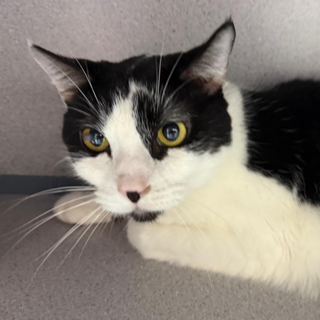 Panda, a Adoptable Domestic Short Hair in Evansville, IN image 1/2