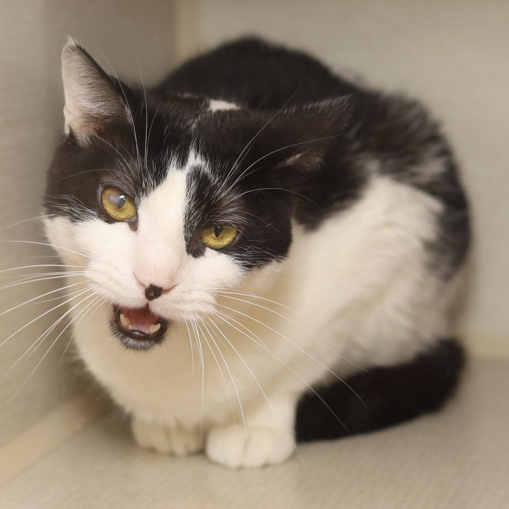 Panda, a Adoptable Domestic Short Hair in Evansville, IN image 2/2