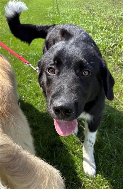 SOKKA, Adoptable, Young Male Great Pyrenees.