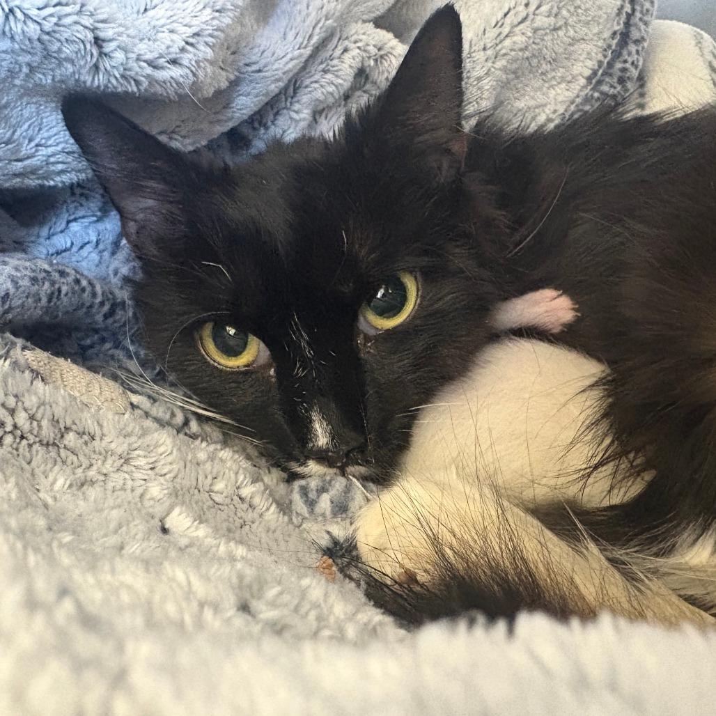 26-107 Margot, a Adoptable Domestic Medium Hair in North Branford, CT image 1/6