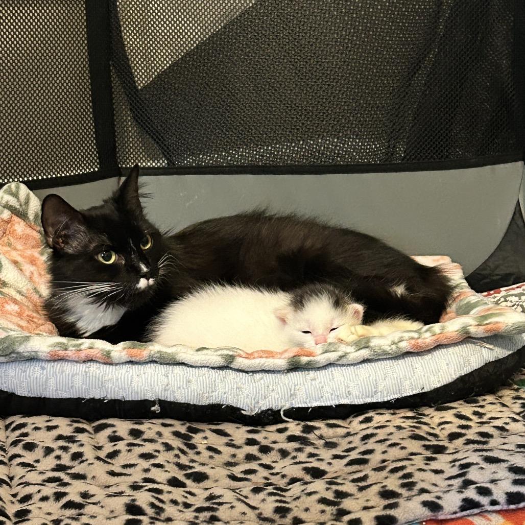 26-107 Margot, a Adoptable Domestic Medium Hair in North Branford, CT image 2/6