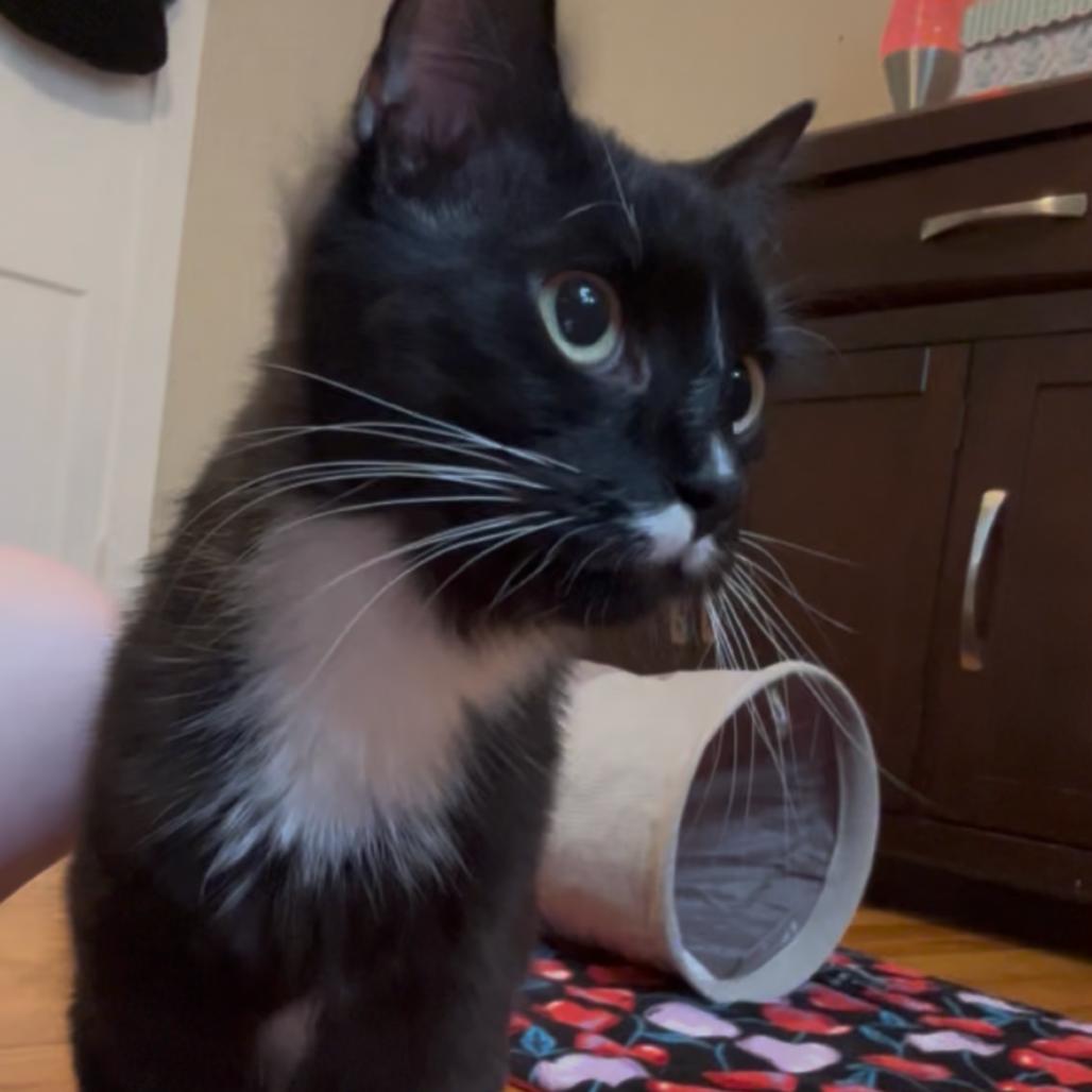 26-107 Margot, a Adoptable Domestic Medium Hair in North Branford, CT image 3/6