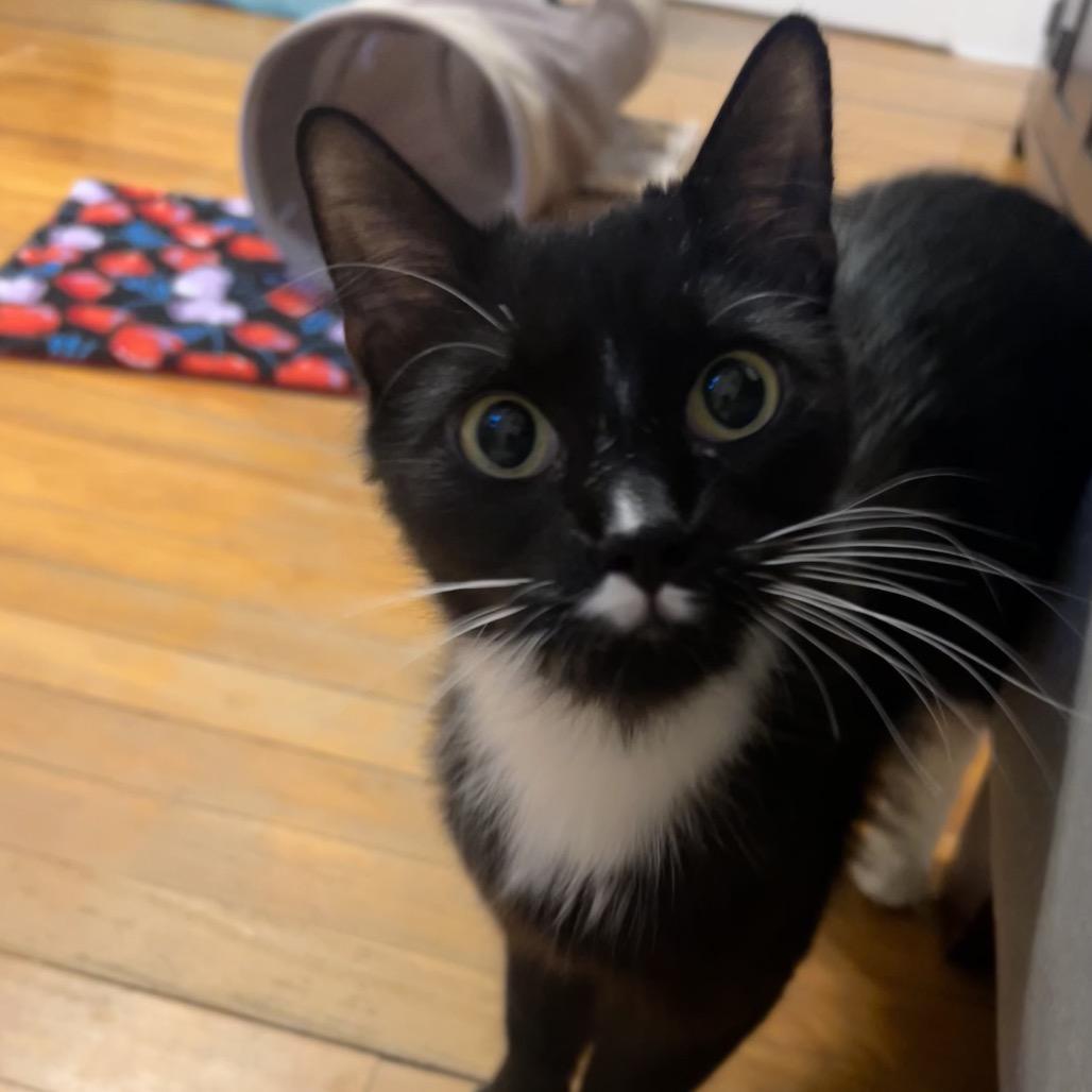 26-107 Margot, a Adoptable Domestic Medium Hair in North Branford, CT image 4/6
