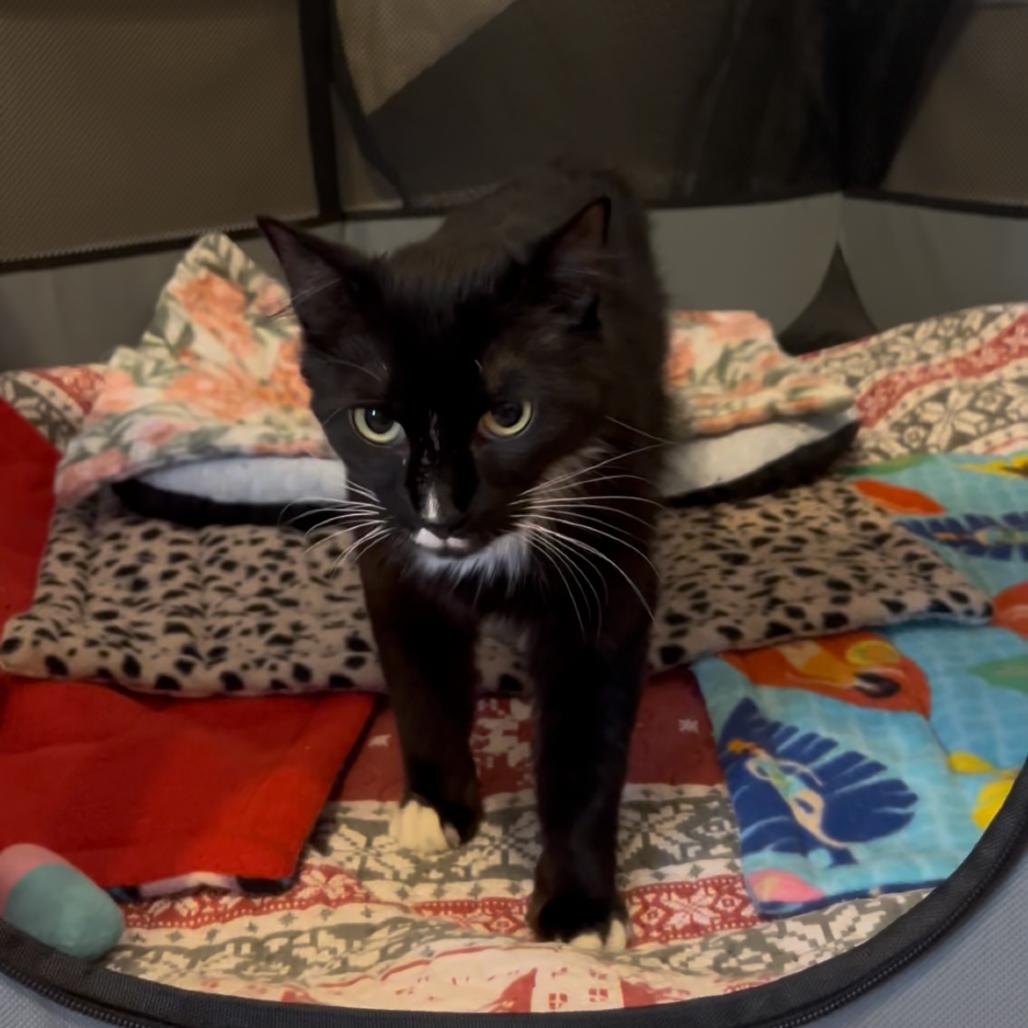 26-107 Margot, a Adoptable Domestic Medium Hair in North Branford, CT image 5/6