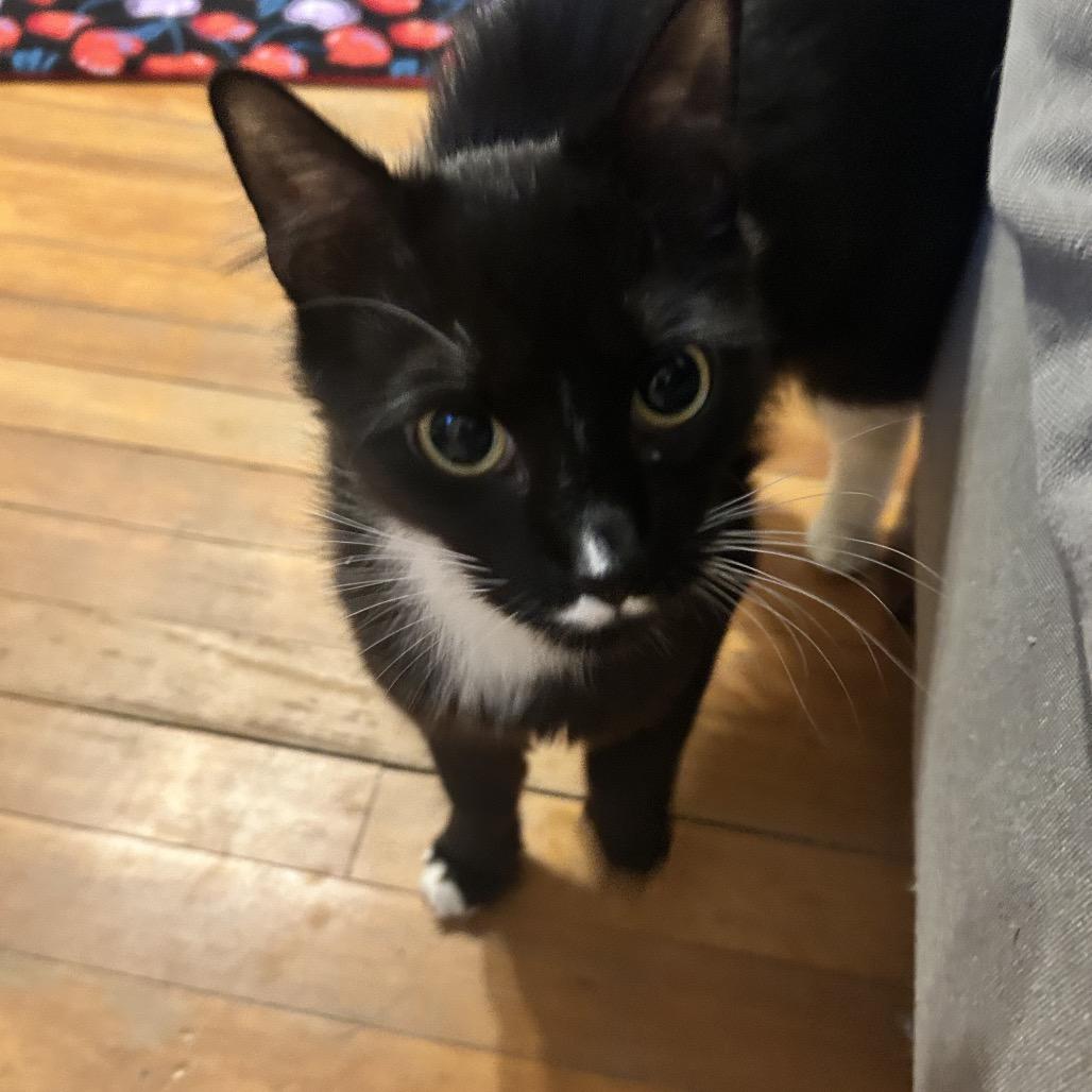 26-107 Margot, a Adoptable Domestic Medium Hair in North Branford, CT image 6/6