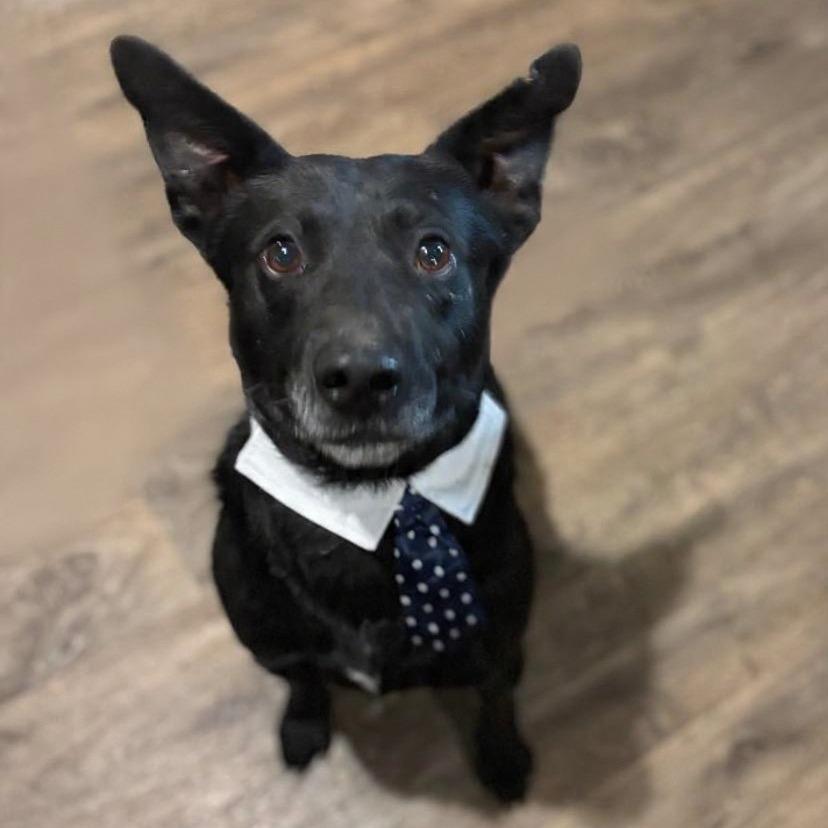 Jayson, Adoptable, Adult Male Black Labrador Retriever & Mixed Breed.