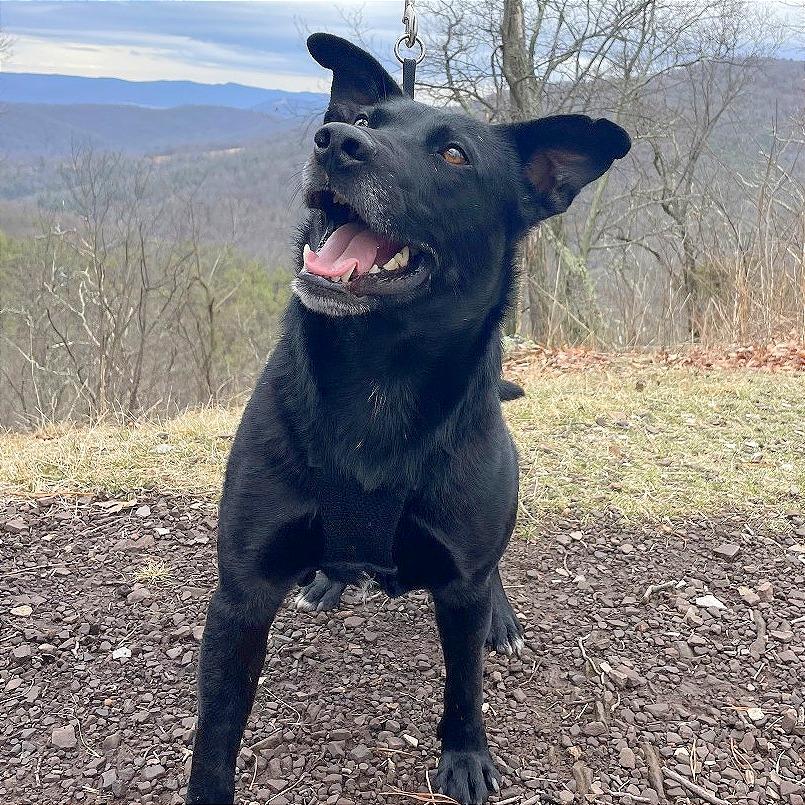 Enlarge Jayson, a Adoptable mixed breed in Washington, DC image 2/6