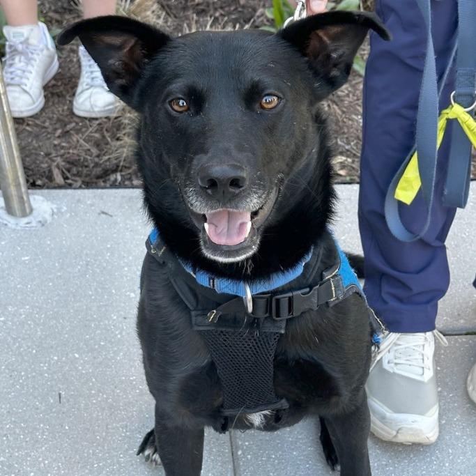 Enlarge Jayson, a Adoptable mixed breed in Washington, DC image 2/6
