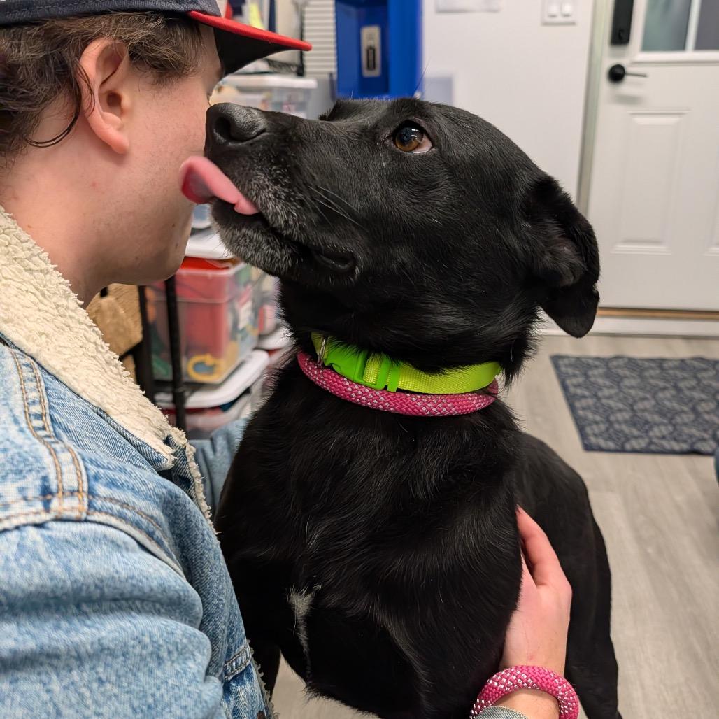 Enlarge Jayson, a Adoptable mixed breed in Washington, DC image 4/6