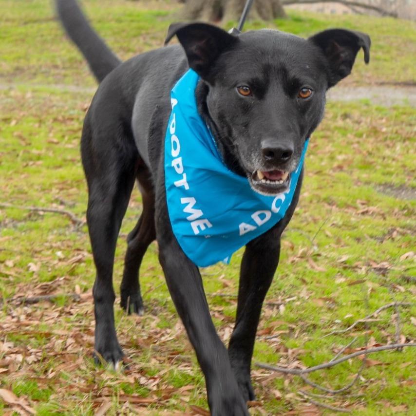 Jayson, a Adoptable mixed breed in Washington, DC image 5/6