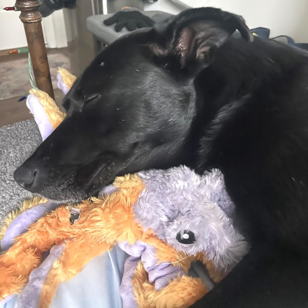 Enlarge Jayson, a Adoptable mixed breed in Washington, DC image 6/6