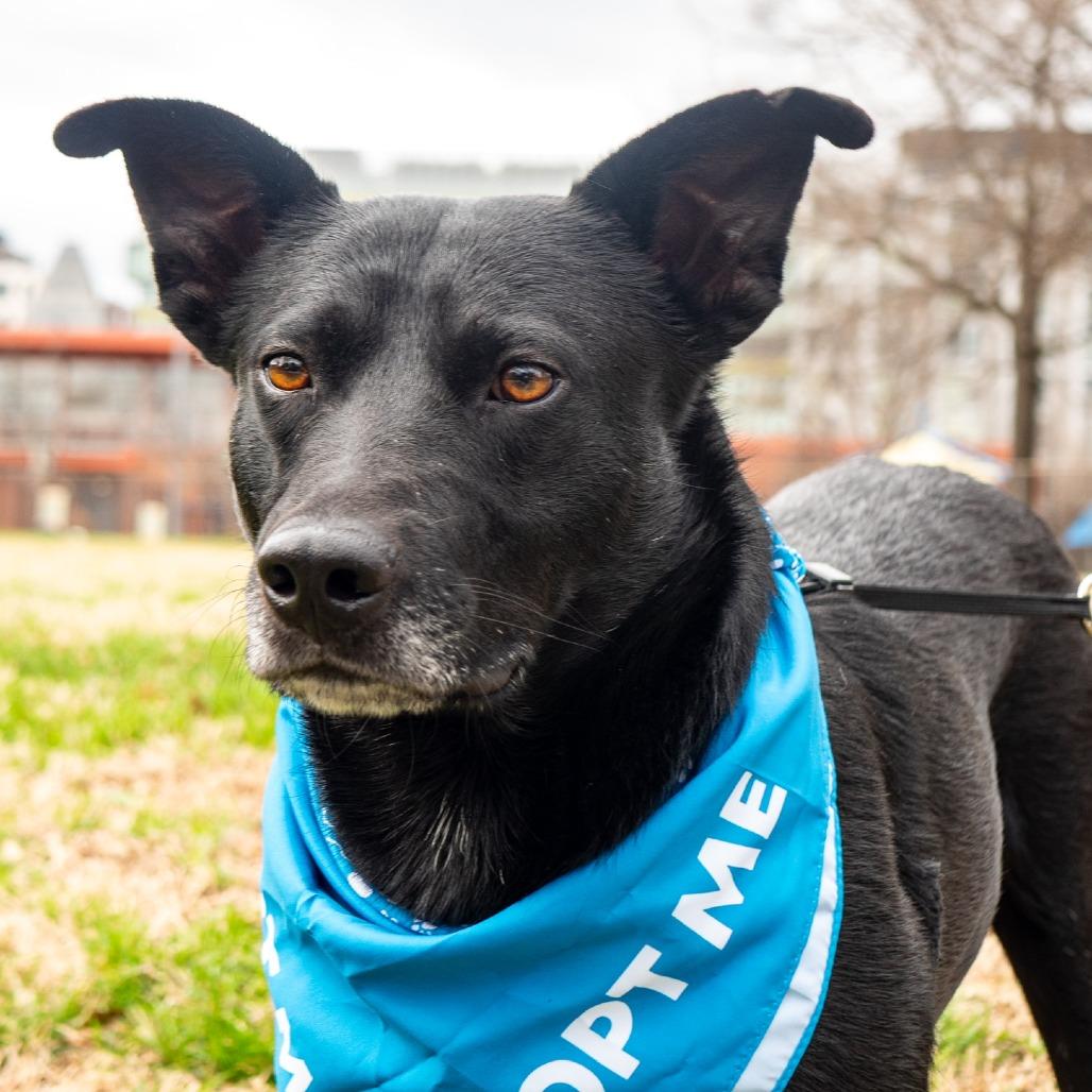 Enlarge Jayson, a Adoptable mixed breed in Washington, DC image 6/6