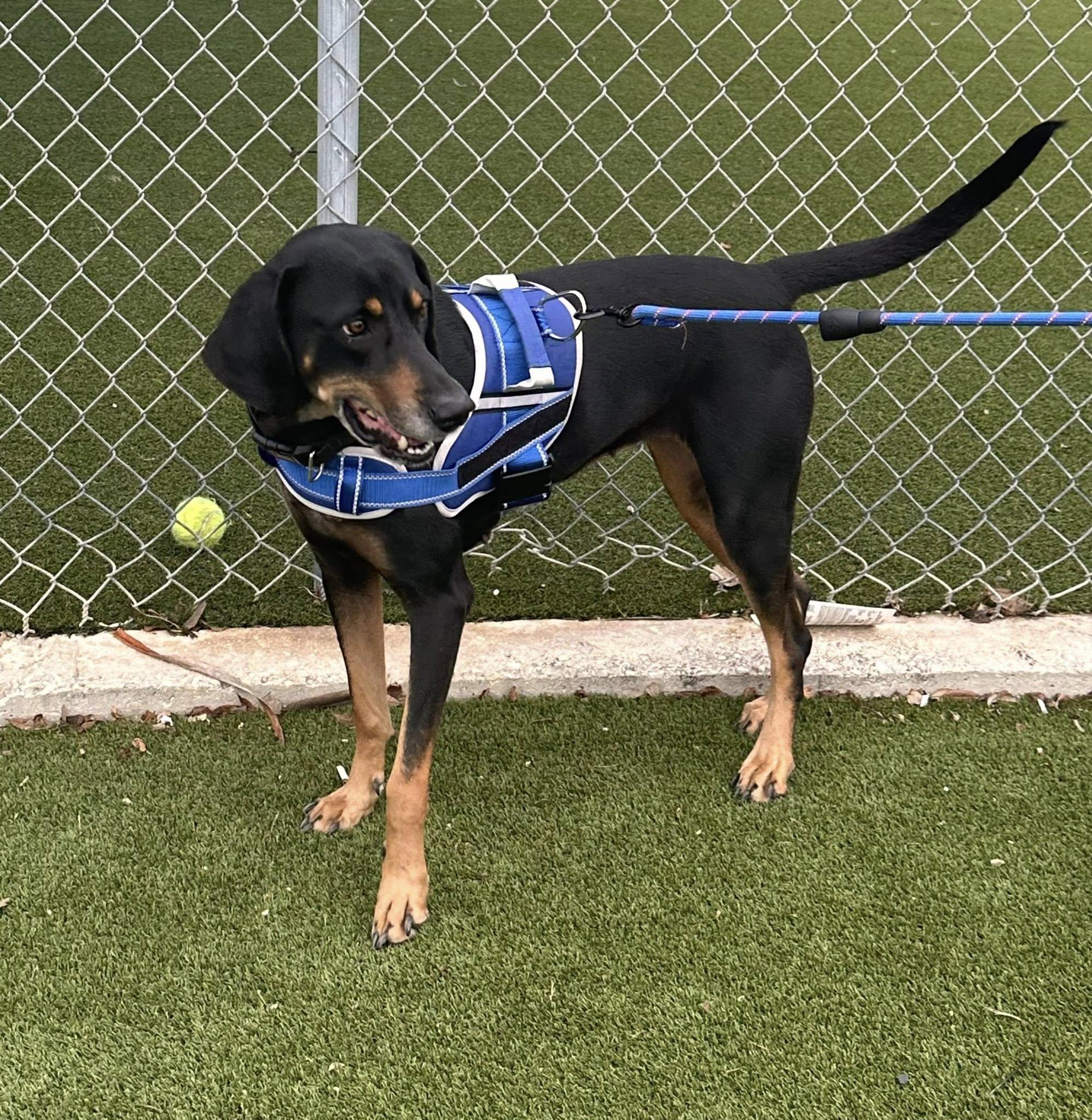 Enlarge Lucille, a ADOPTABLE mixed breed in Williston, VT image 3/6