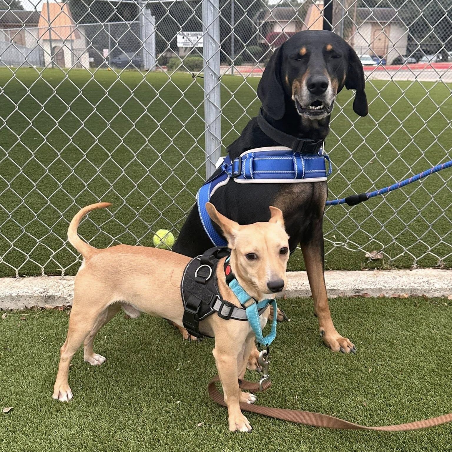 Enlarge Lucille, a ADOPTABLE mixed breed in Williston, VT image 4/6