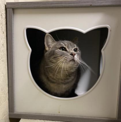 Shego, a Adoptable Domestic Short Hair in Visalia, CA image 1/3