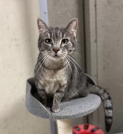 Shego, a Adoptable Domestic Short Hair in Visalia, CA image 2/3