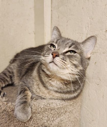 Shego, a Adoptable Domestic Short Hair in Visalia, CA image 3/3