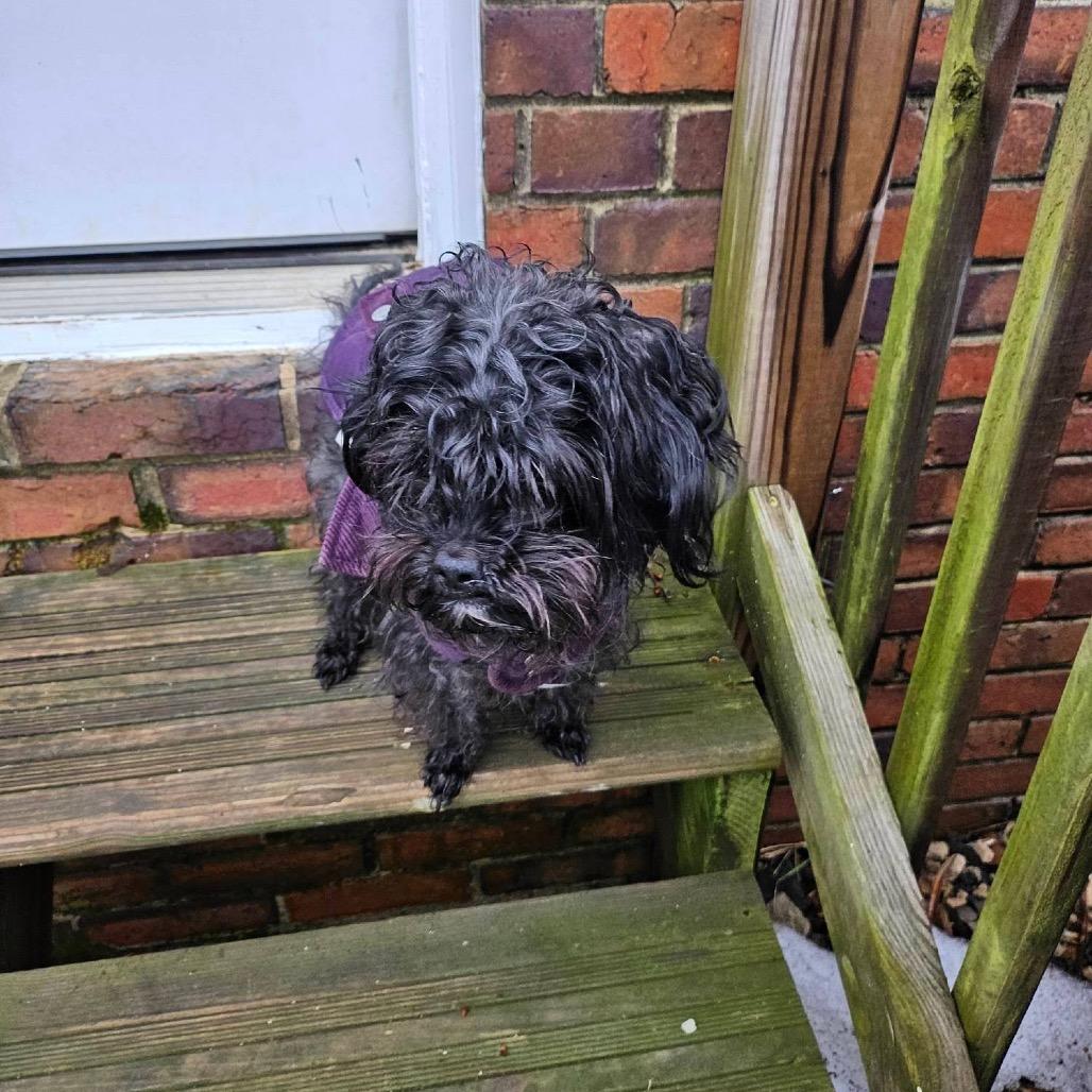 Juliet, a Adoptable mixed breed in Arlington, VA image 2/6