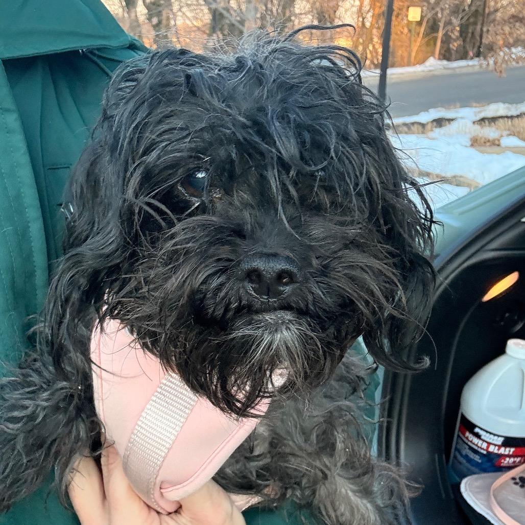 Juliet, a Adoptable mixed breed in Arlington, VA image 3/6