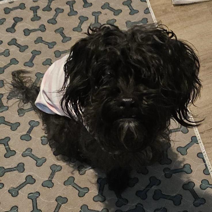 Juliet, a Adoptable mixed breed in Arlington, VA image 5/6