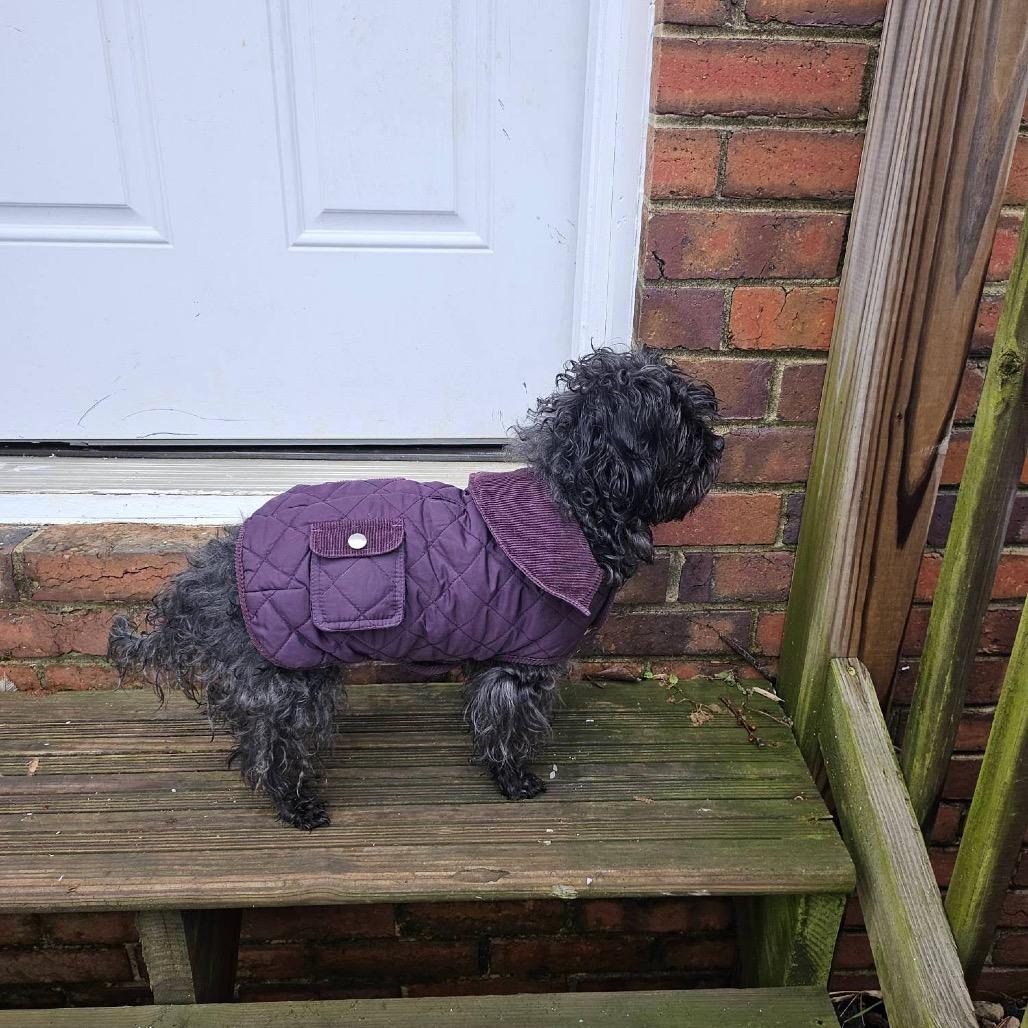 Juliet, a Adoptable mixed breed in Arlington, VA image 6/6