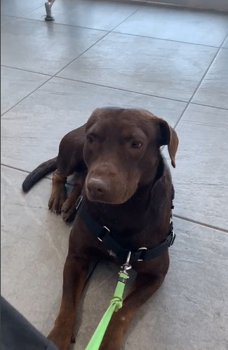 Enlarge Canela, a Adoptable mixed breed in Bucerias, NAY image 2/5