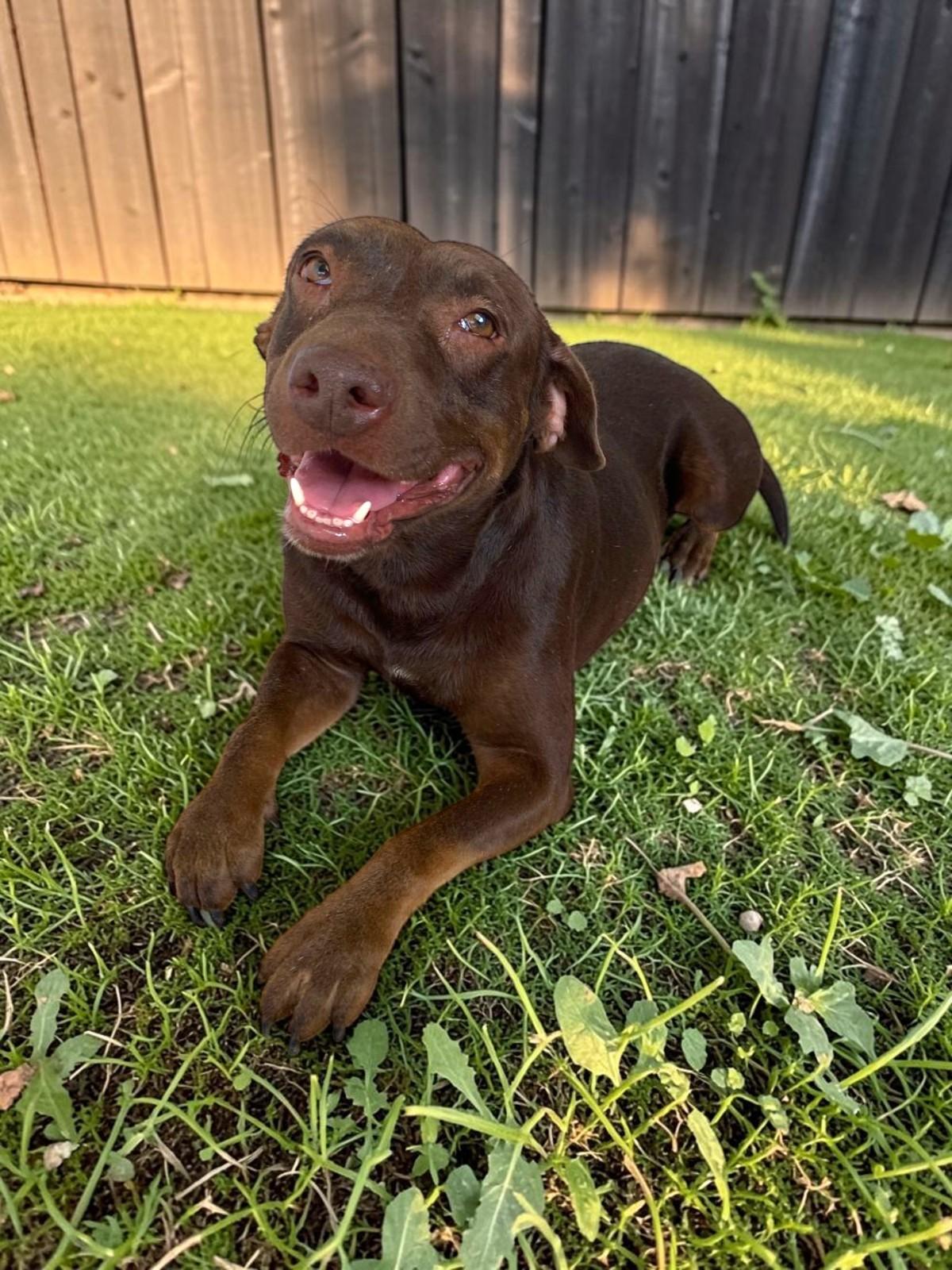 Enlarge Canela, a Adoptable mixed breed in Bucerias, NAY image 5/5