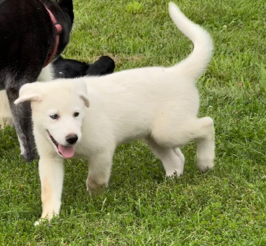 Loki, ADOPTABLE, Puppy Male Great Pyrenees.