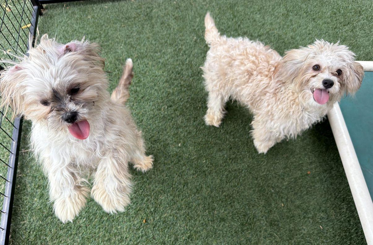 Peyton and Paxton, an adopted mixed breed in El Paso, TX image 3/6