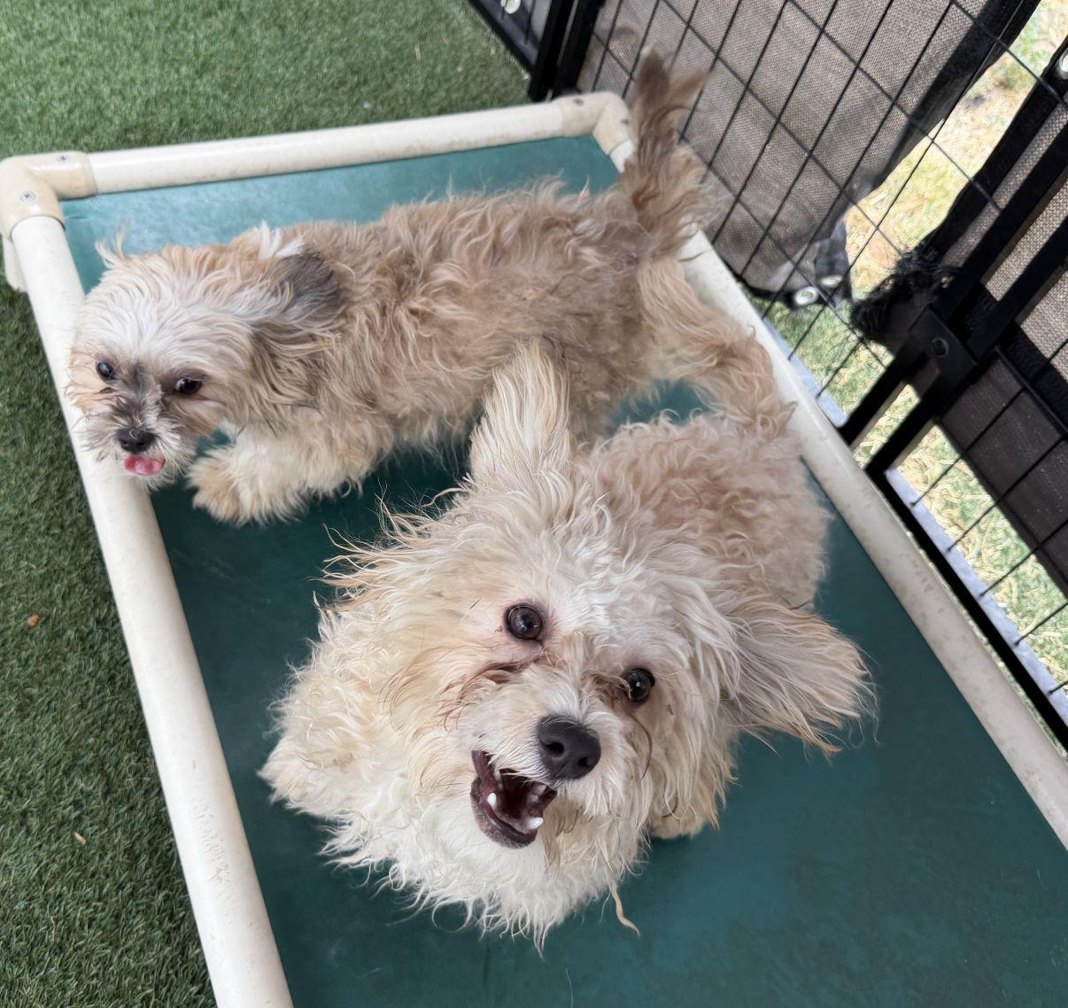 Peyton and Paxton, an adopted mixed breed in El Paso, TX image 2/6