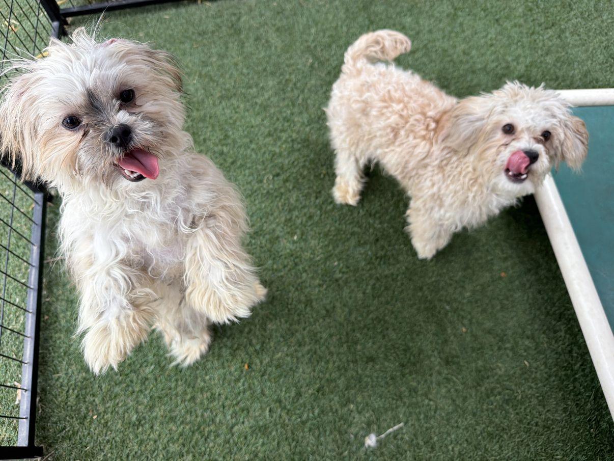 Peyton and Paxton, adopted, Young Male Poodle.