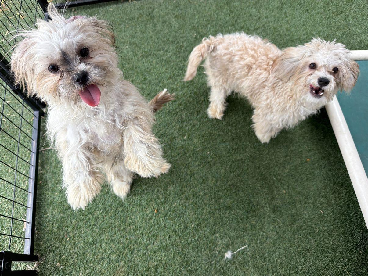 Peyton and Paxton, an adopted mixed breed in El Paso, TX image 4/6