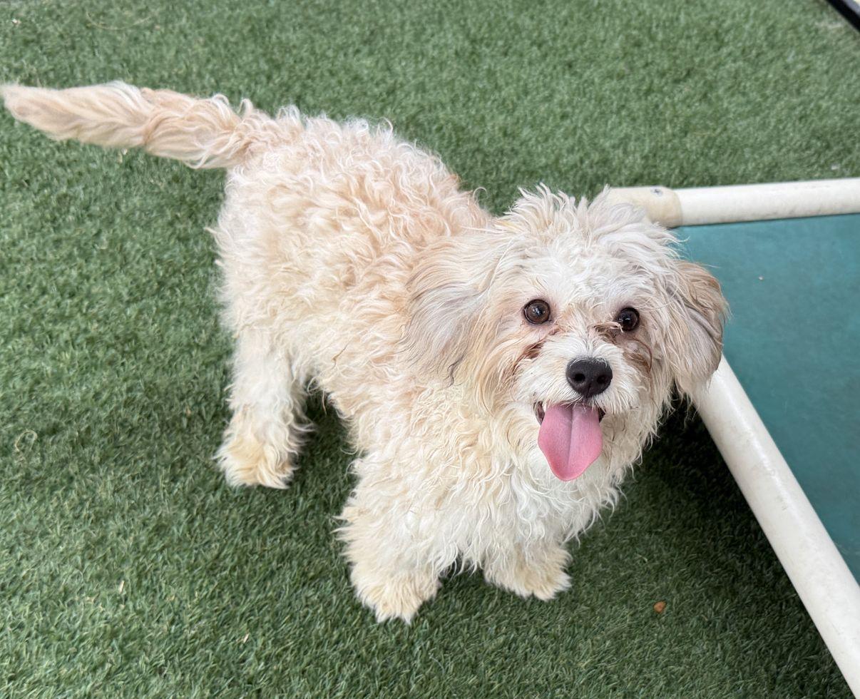 Peyton and Paxton, an adopted mixed breed in El Paso, TX image 6/6