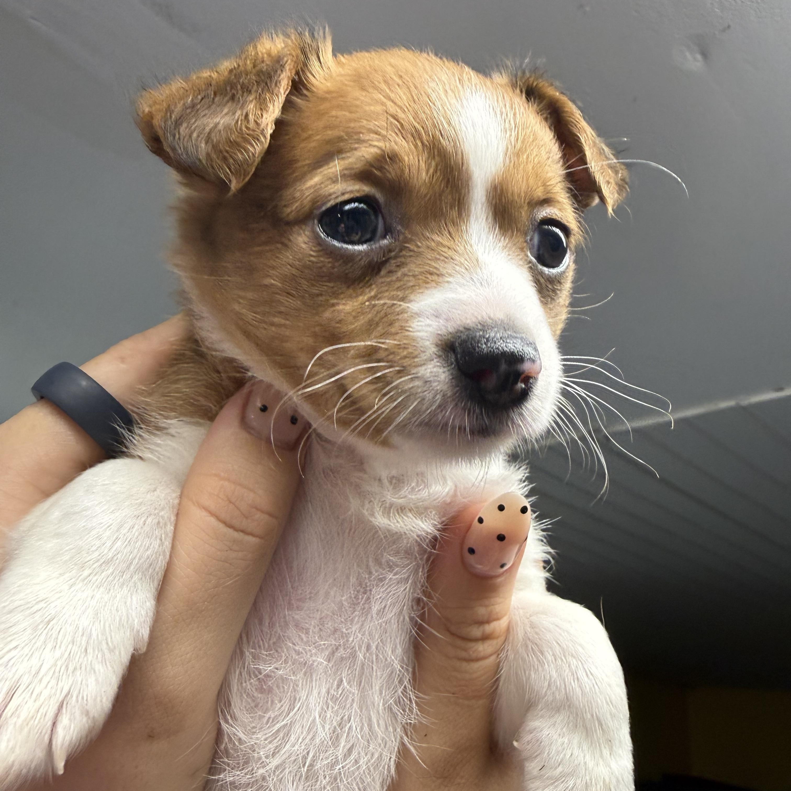 Bee, an adopted mixed breed in Plant City, FL image 4/4