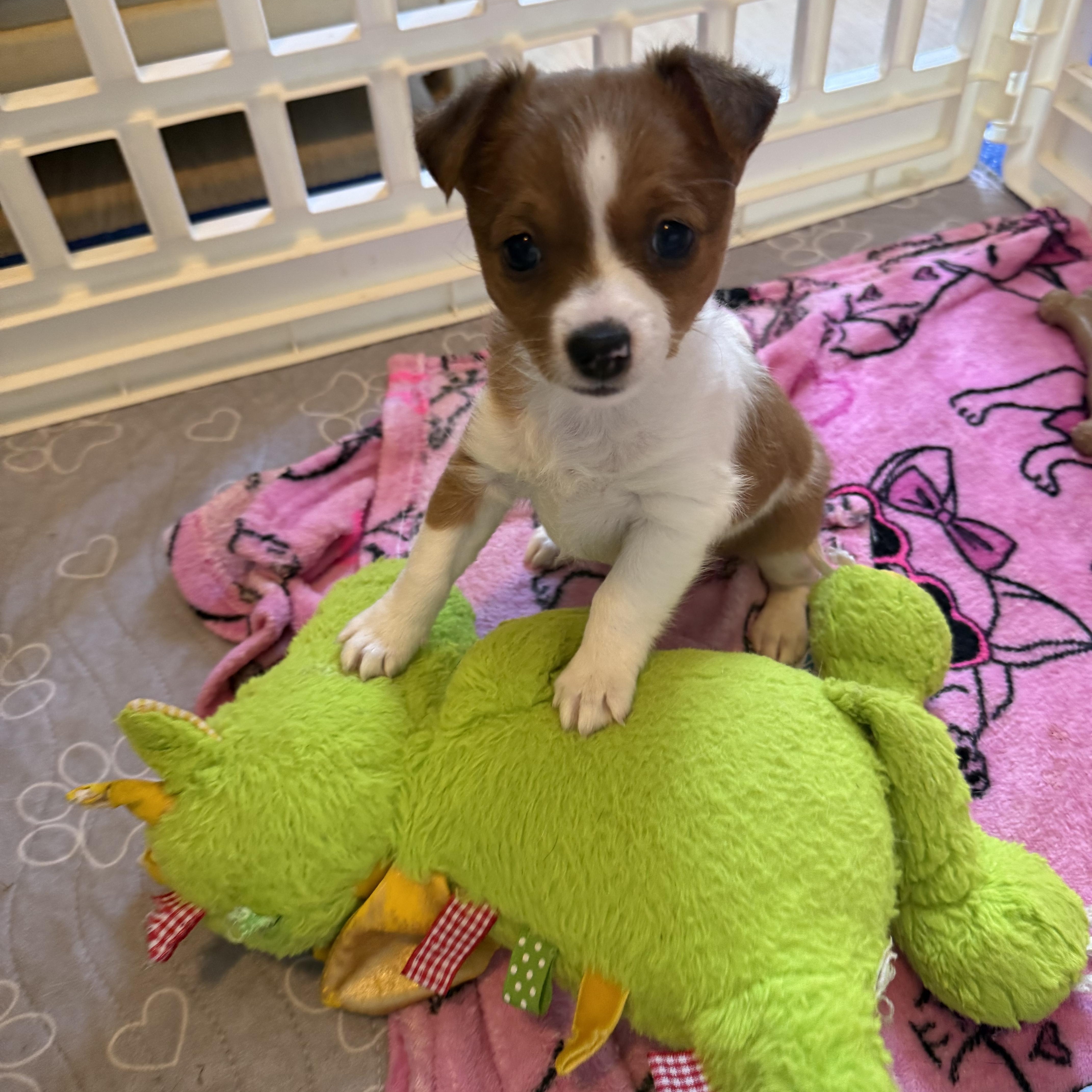 Bee, an adopted mixed breed in Plant City, FL image 3/4