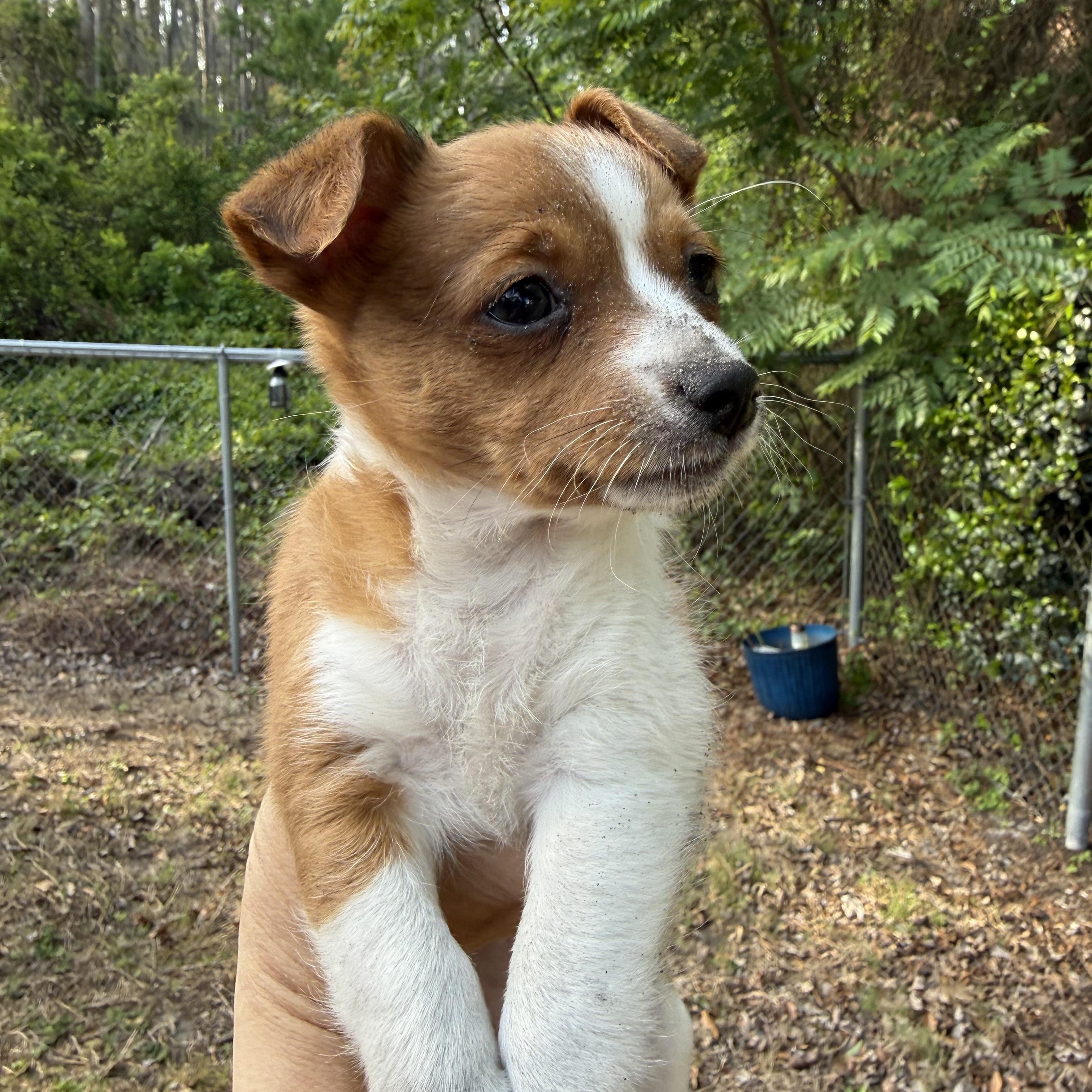 Bee, an adopted mixed breed in Plant City, FL image 2/4